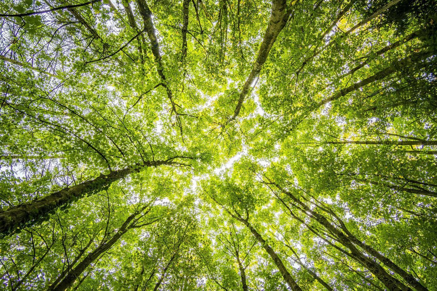 A view looking up at a forest whose tall trees form a circular frame.