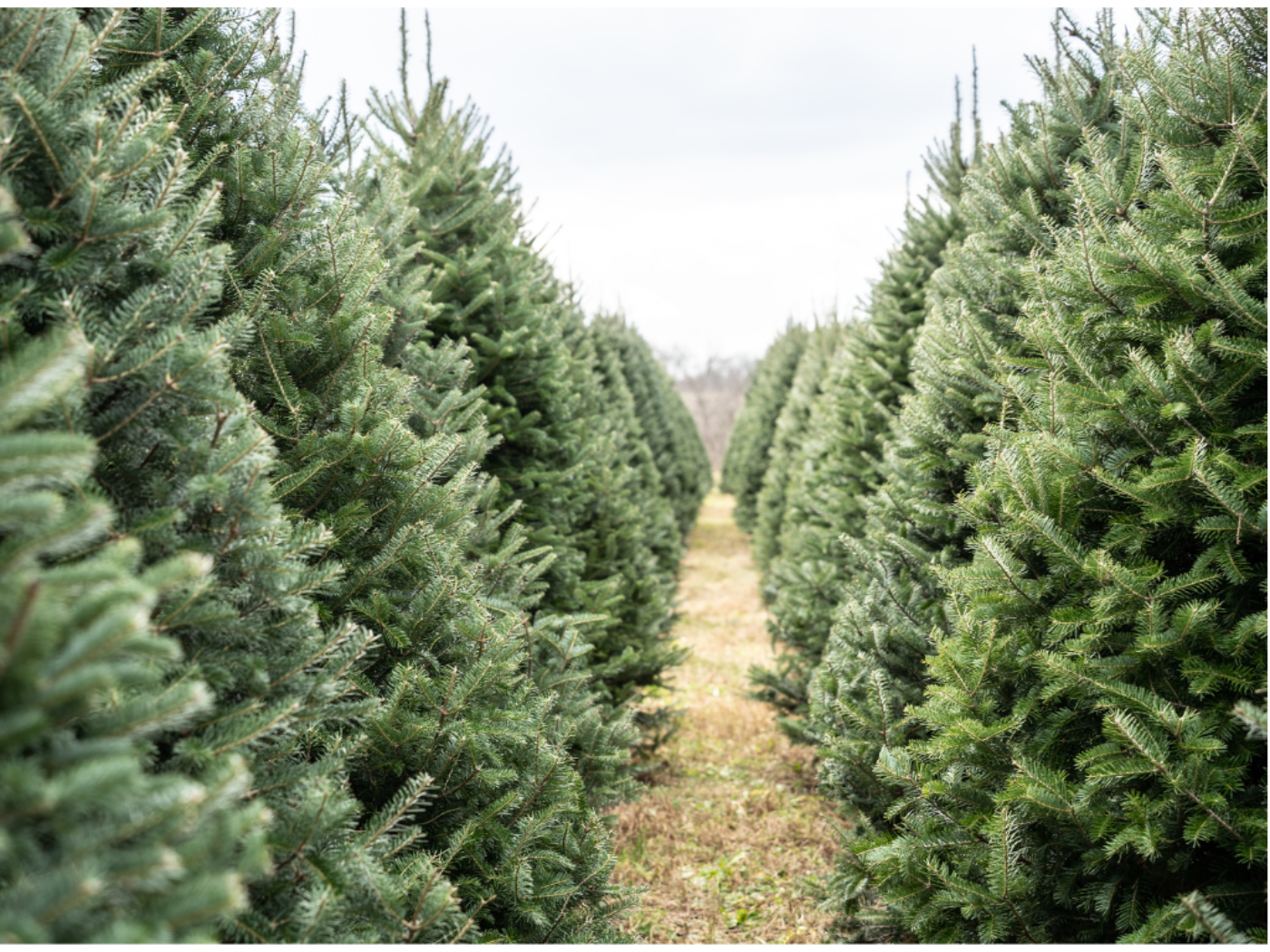 A path between rows of natural green Christmas trees.